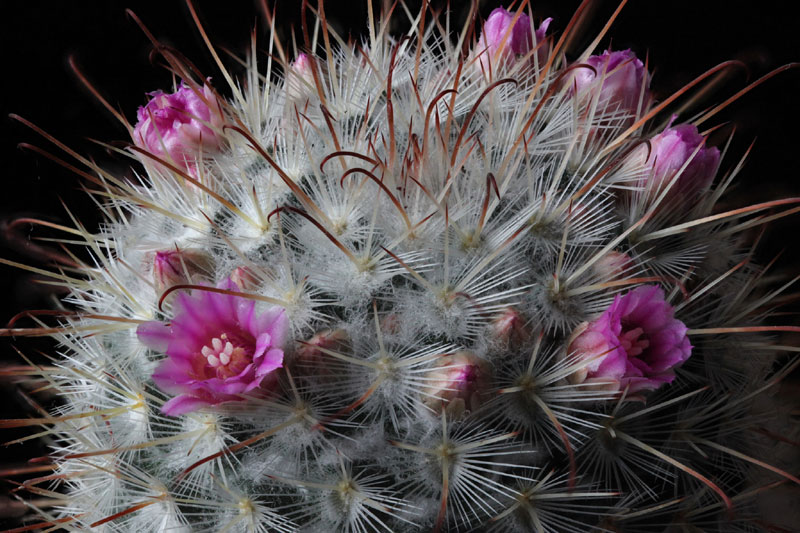 Mammillaria bombycina